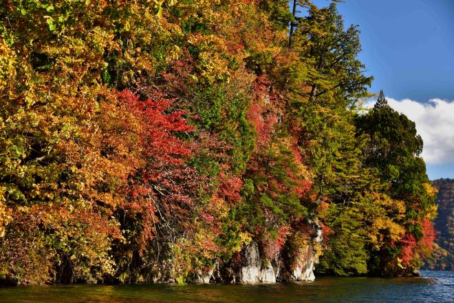 アップで撮りました