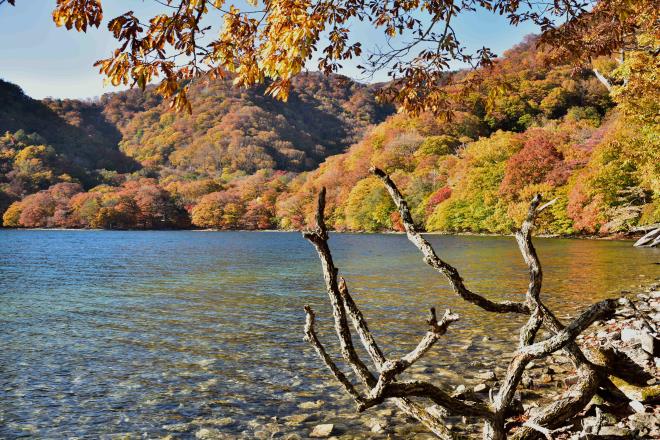 枯れ木がいいオブジェです