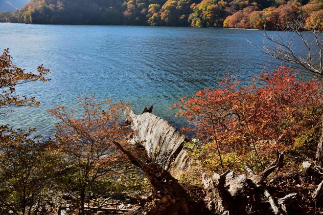 倒木もそのまんま