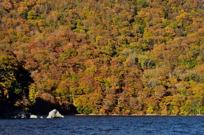 水際まで密生しています