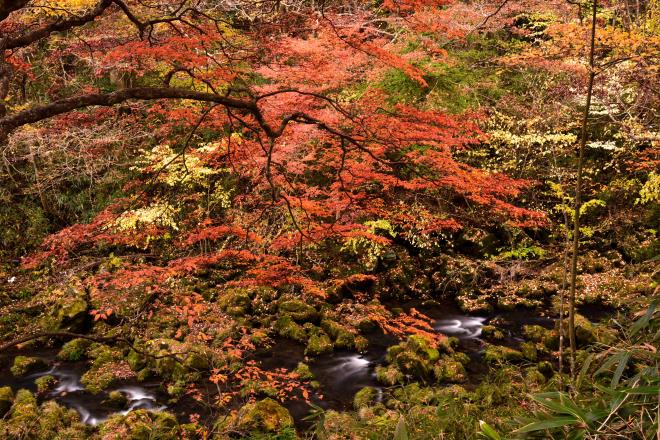 早川の紅葉　DSC_0483.jpg