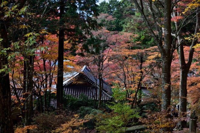 境内を見下ろしています　DSC_0122.jpg