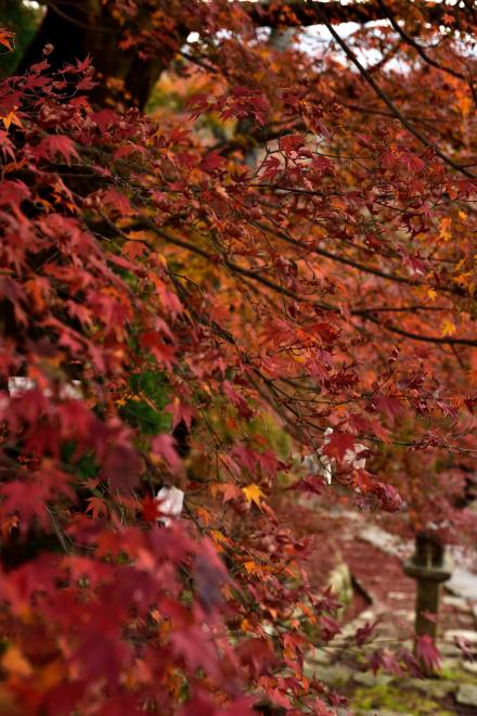 三井寺　DSC_0767.jpg