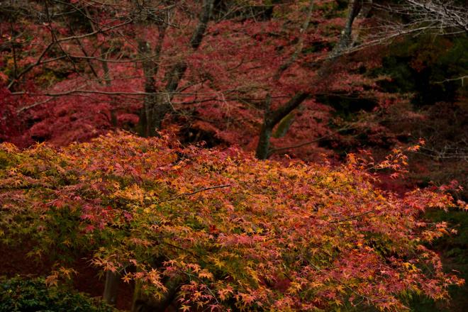 三井寺　DSC_0787.jpg