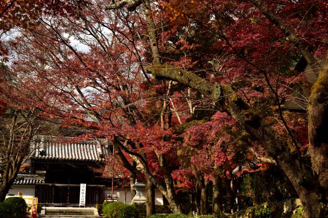 西教寺　DSC_1063.jpg