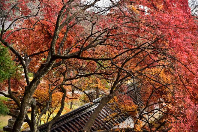 西教寺　DSC_1133.jpg