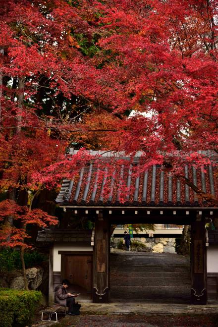 西教寺　DSC_1150.jpg