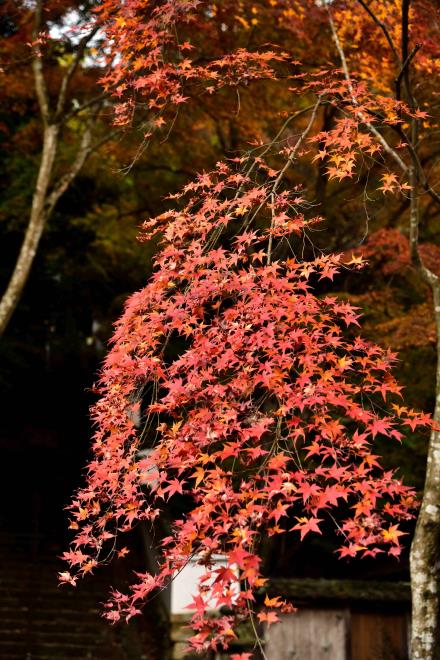 西教寺　DSC_1103.jpg