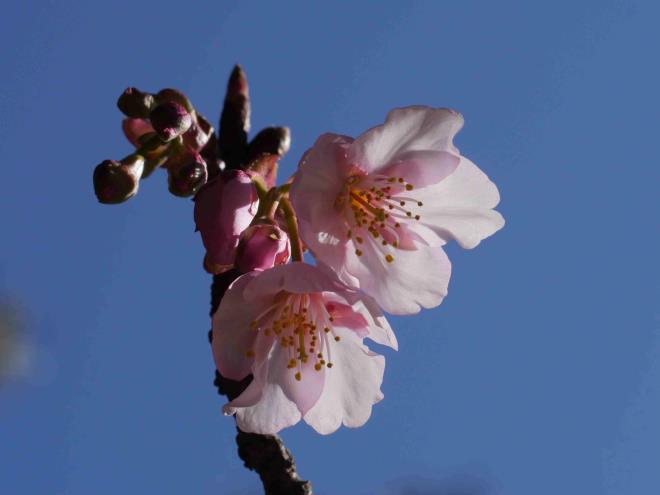 例年通り寒桜が咲き始めました