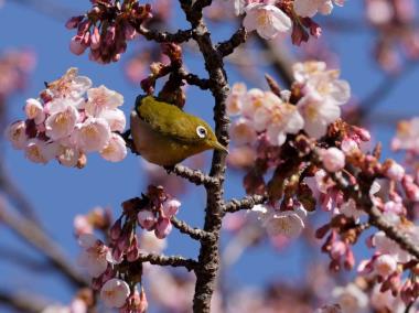 メジロって春を呼ぶ鳥ですね