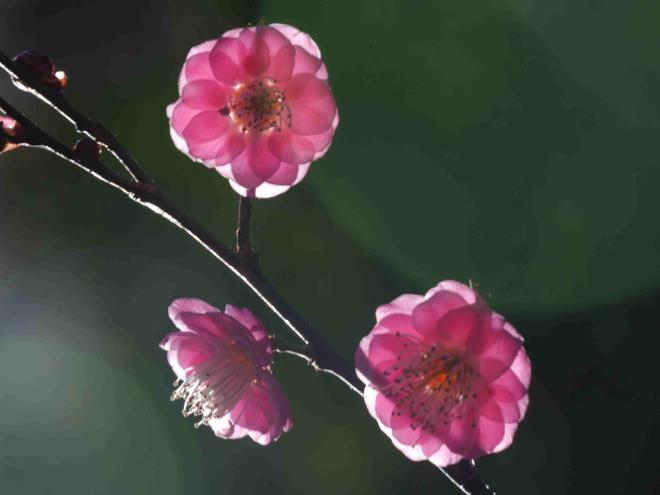 梅の花びらはこんな並びだったのか