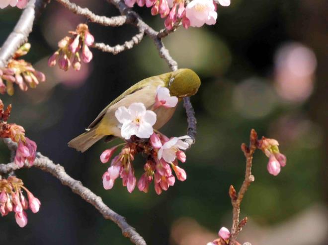 今年の蜜のお味は？