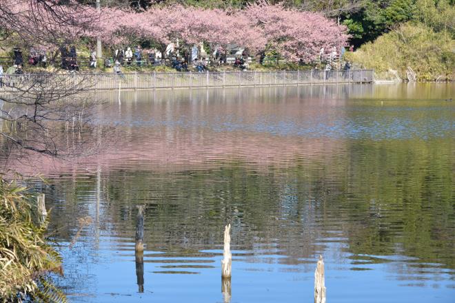 春の陽気の小松ヶ池DSC_1881.jpg