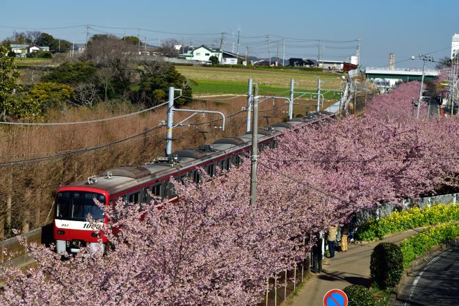 こんなに咲いているとは！DSC_1842.jpg