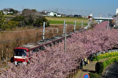 こんなに咲いているとは！DSC_1842.jpg