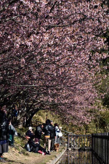 桜の花のトンネル？DSC_1944.jpg