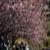 桜の花のトンネル？DSC_1944.jpg