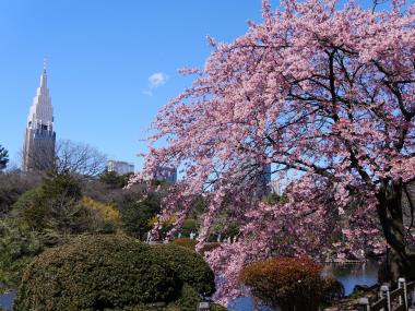 修善寺寒桜～１