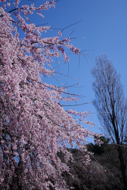 枝垂桜～１