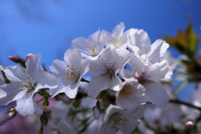 大島桜～１