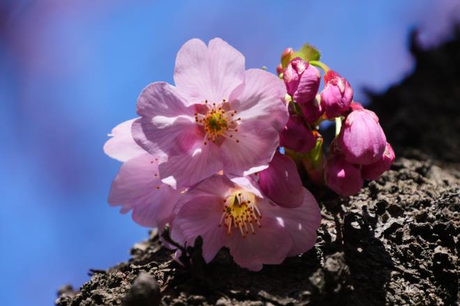 陽光桜