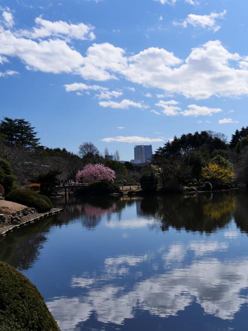 修善寺寒桜～２