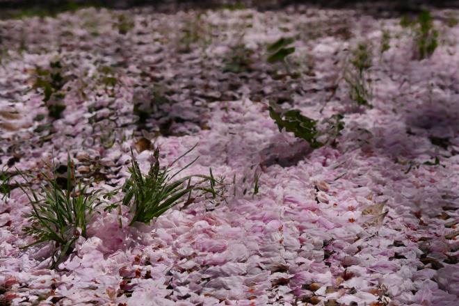 花びらの模様