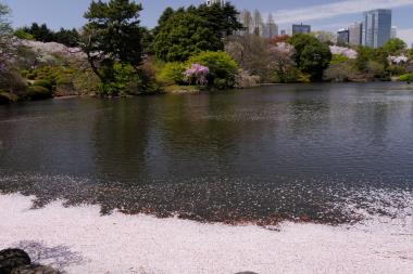 吹き寄せられた花びら達