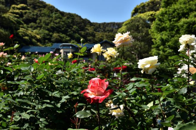 バラ園の先に本館が　DSC_3823.jpg