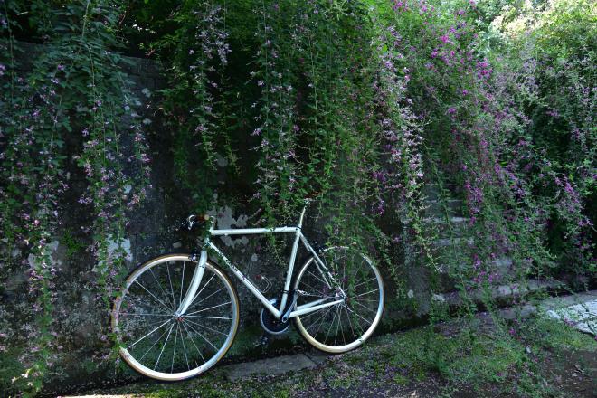 ロードバイクと萩　DSC_5167.jpg