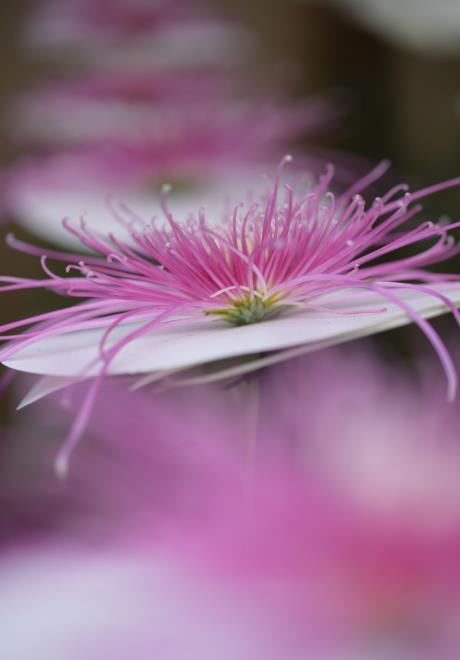 管物菊　DSC_6439.jpg