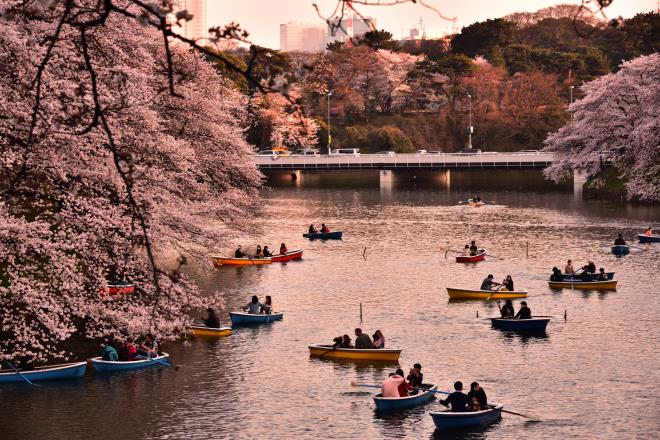 桜色　DSC_8685.jpg