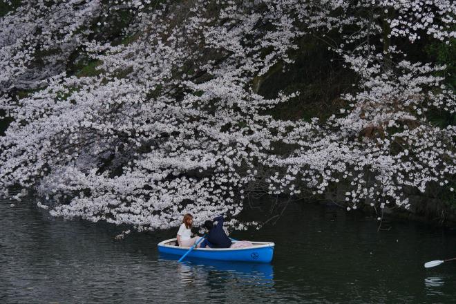 二人だけの桜　P1100064_01.jpg