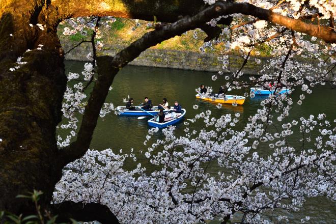 桜の幹の輝き　DSC_8652.jpg