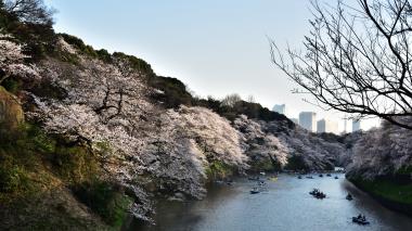 千鳥ヶ淵の桜　DSC_8608.jpg