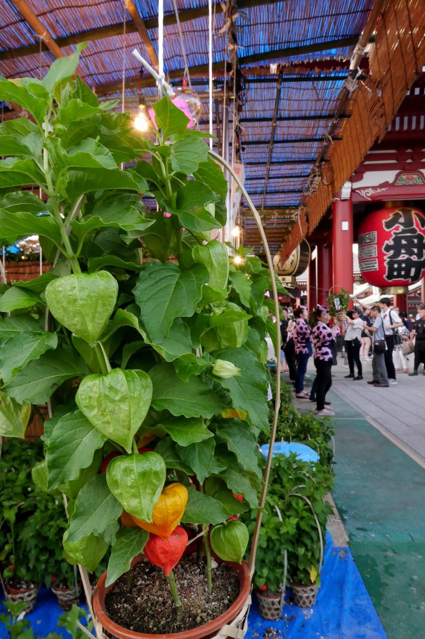 ほおずきの鉢植え P Jpg フォトコミ