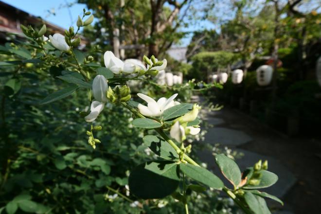 宝戒寺の白萩其の１　P1004913.jpg