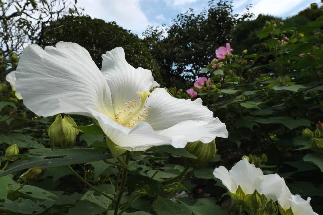 芙蓉の紅白其の２　P1005001.jpg