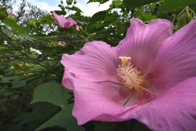 英勝寺の芙蓉の紅白其の１　P1004998.jpg