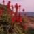 海岸のアロエの花　P1041488.jpg