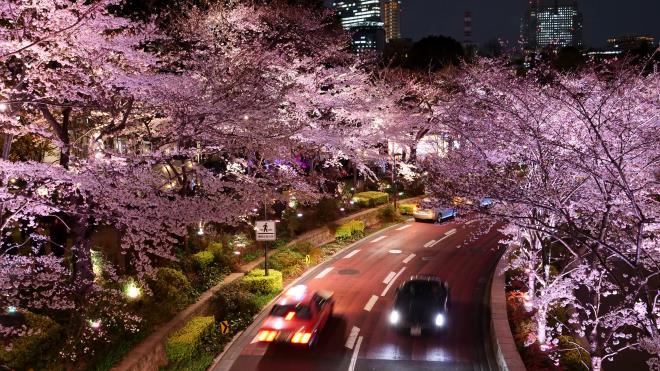 ミッドタウンの桜並木　P1054711.jpg