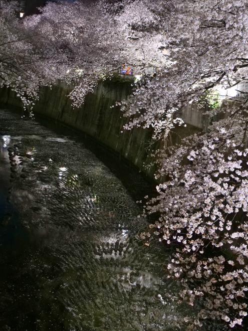 神田川夜桜　P1055392_01.jpg