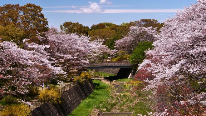 桜が咲き残っている　P1055614.jpg