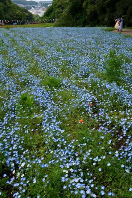 ネモフィラ畑　P1089033.jpg