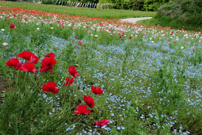 ポピーとネモフィラ　P1089376.jpg