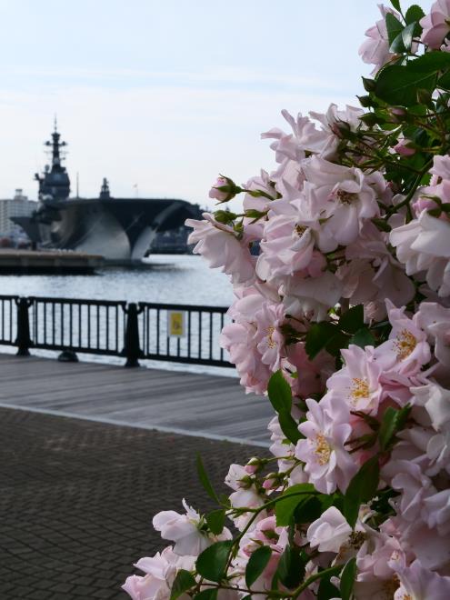 護衛艦「かが」とバラ其の2　P1090297.jpg