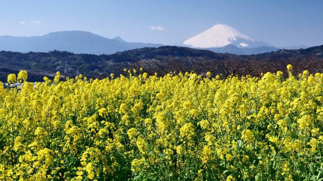 菜の花と富士山　P1142117.jpg