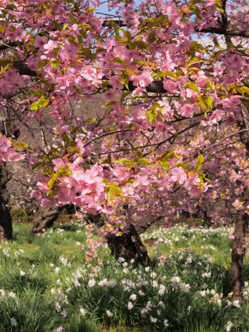 満開の河津桜　P1142776.jpg