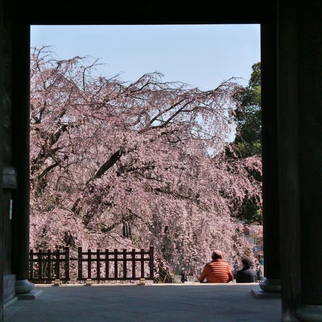 桜を愛でるご夫婦　P1144222.jpg