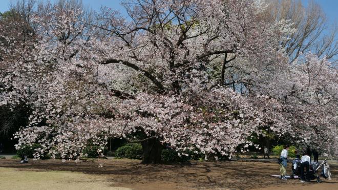 2020新宿御苑の桜　P1144655.jpg